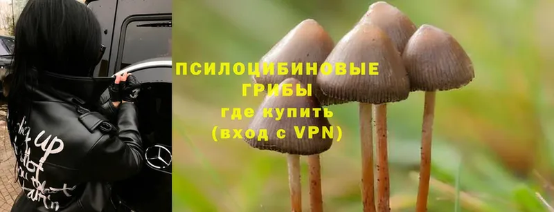 Галлюциногенные грибы Magic Shrooms  маркетплейс какой сайт  Бикин 